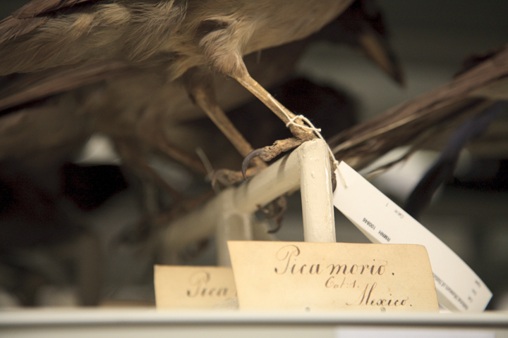 secretmusem53