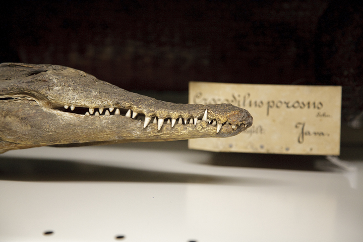 secretmusem60